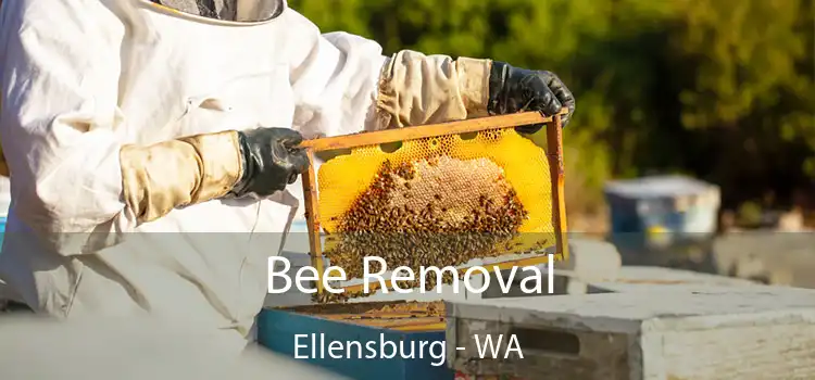 Bee Removal Ellensburg - WA