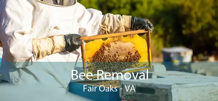 Bee Removal Fair Oaks - VA
