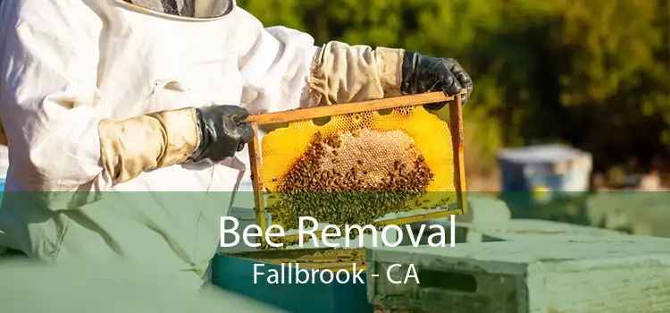 Bee Removal Fallbrook - CA