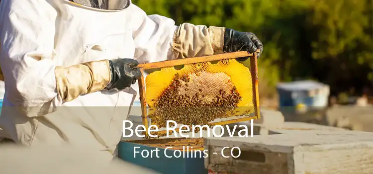 Bee Removal Fort Collins - CO