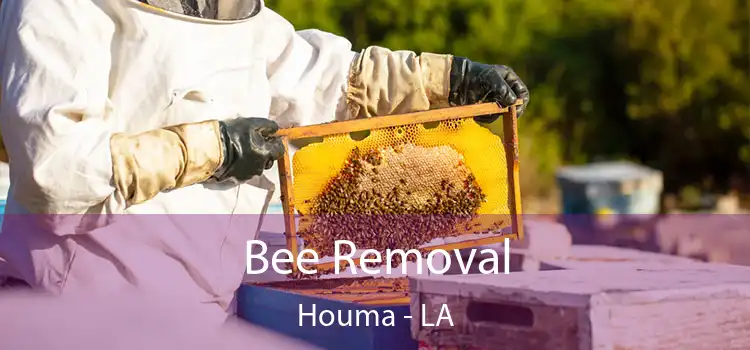 Bee Removal Houma - LA