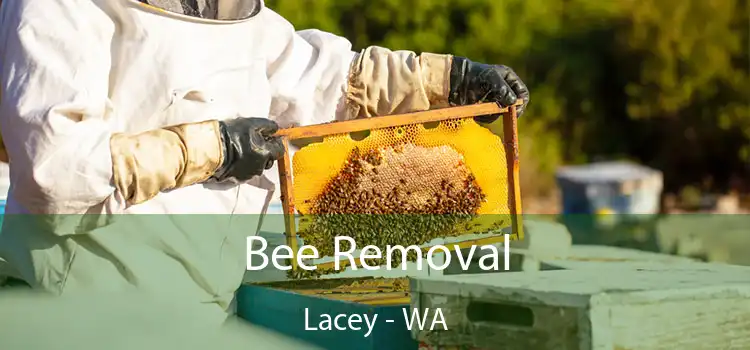 Bee Removal Lacey - WA