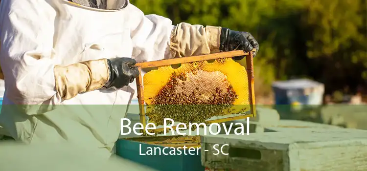 Bee Removal Lancaster - SC