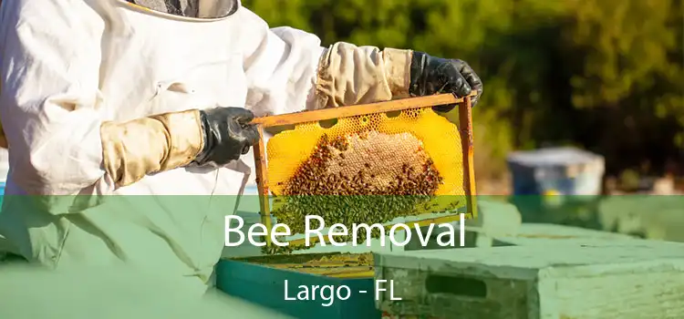  Bee Removal Largo - FL