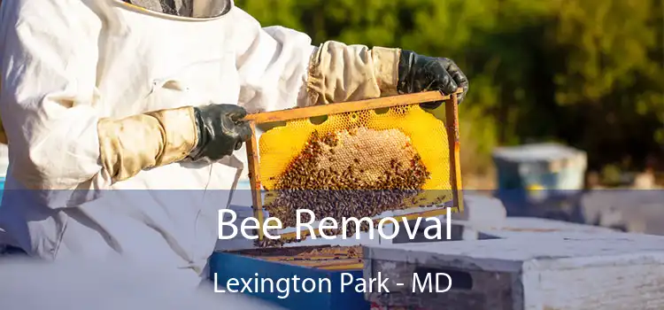 Bee Removal Lexington Park - MD