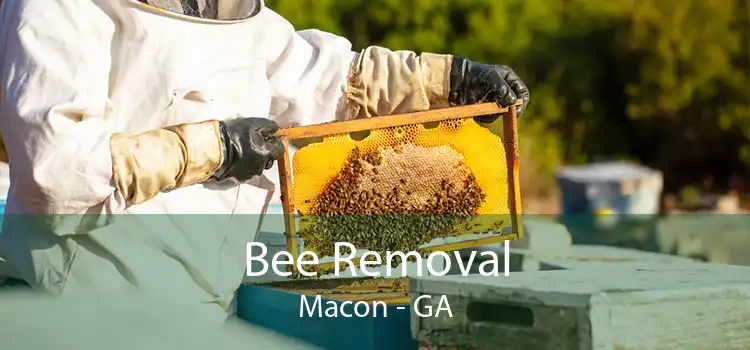 Bee Removal Macon - GA