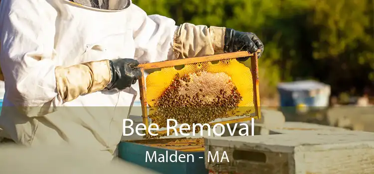  Bee Removal Malden - MA