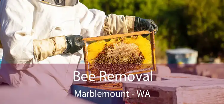 Bee Removal Marblemount - WA