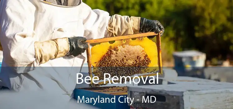 Bee Removal Maryland City - MD
