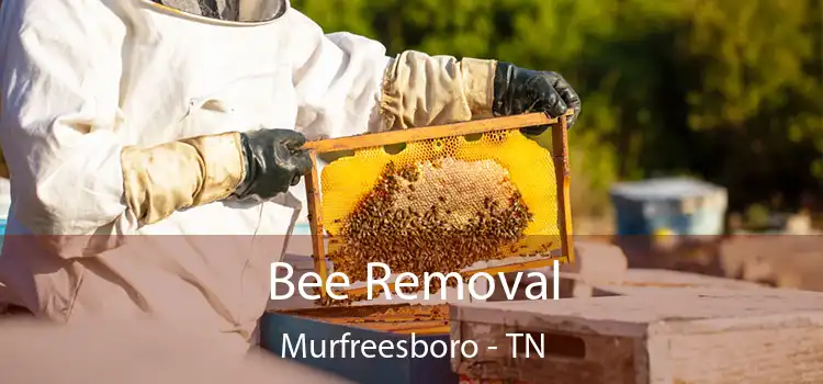  Bee Removal Murfreesboro - TN