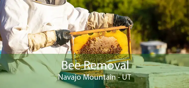 Bee Removal Navajo Mountain - UT