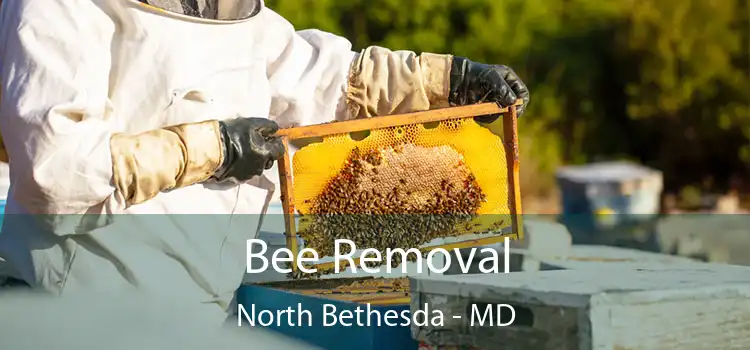 Bee Removal North Bethesda - MD