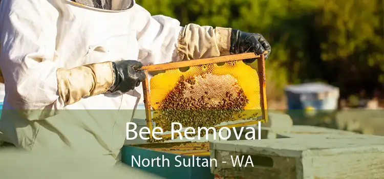 Bee Removal North Sultan - WA