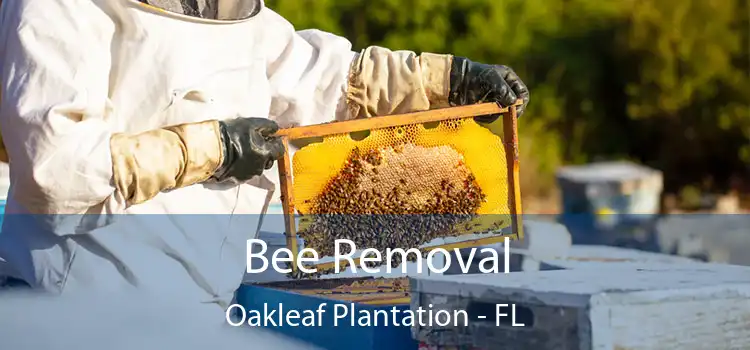  Bee Removal Oakleaf Plantation - FL