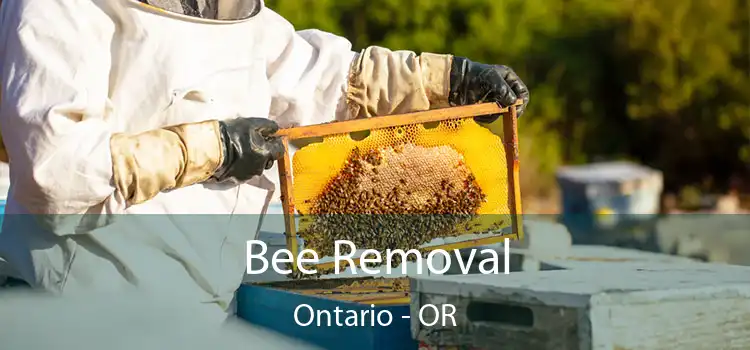  Bee Removal Ontario - OR