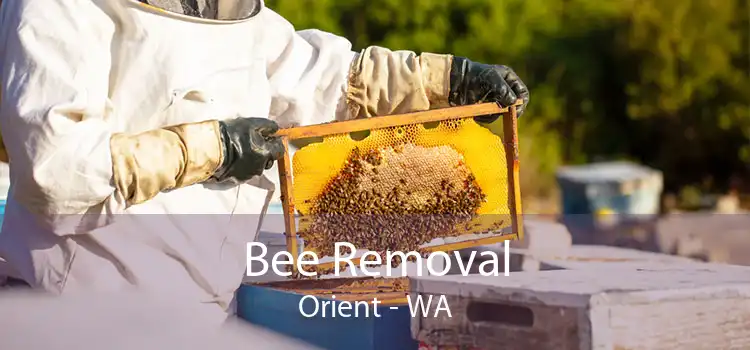 Bee Removal Orient - WA