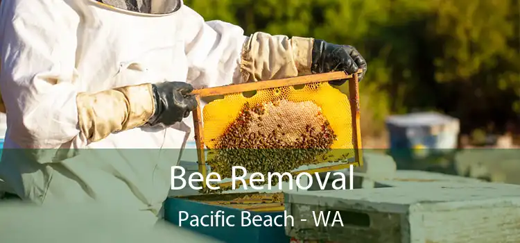  Bee Removal Pacific Beach - WA