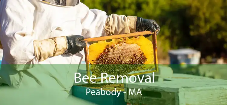 Bee Removal Peabody - MA