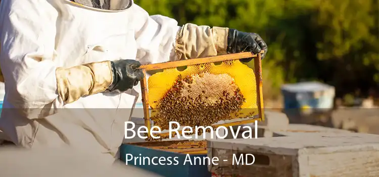  Bee Removal Princess Anne - MD