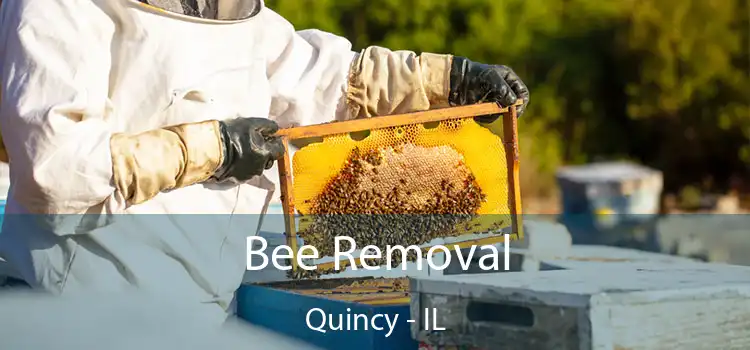  Bee Removal Quincy - IL