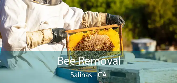  Bee Removal Salinas - CA