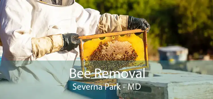 Bee Removal Severna Park - MD