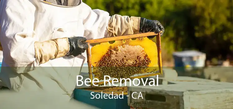 Bee Removal Soledad - CA
