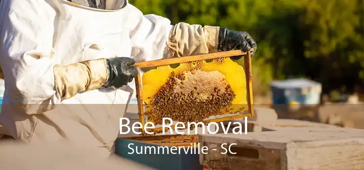 Bee Removal Summerville - SC