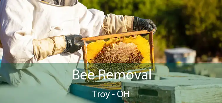  Bee Removal Troy - OH