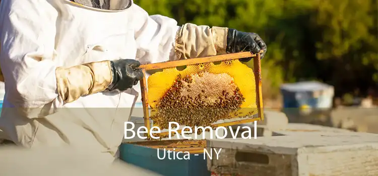 Bee Removal Utica - NY
