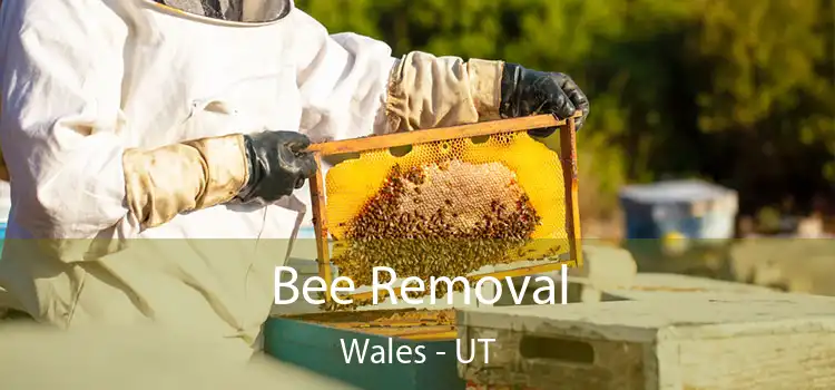  Bee Removal Wales - UT