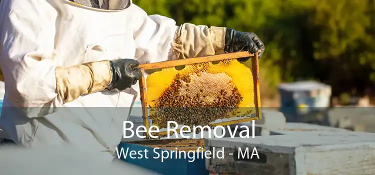 Bee Removal West Springfield - MA