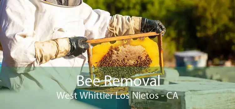 Bee Removal West Whittier Los Nietos - CA