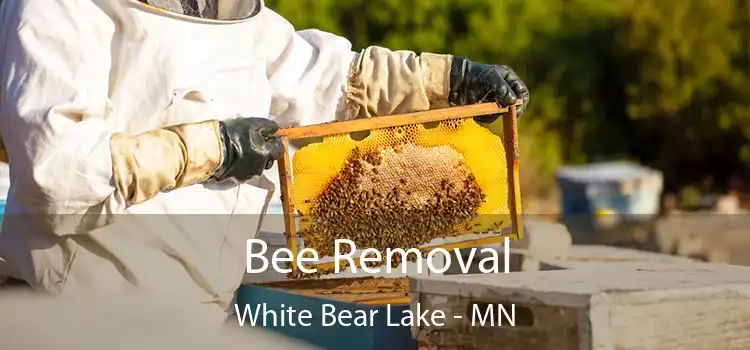 Bee Removal White Bear Lake - MN