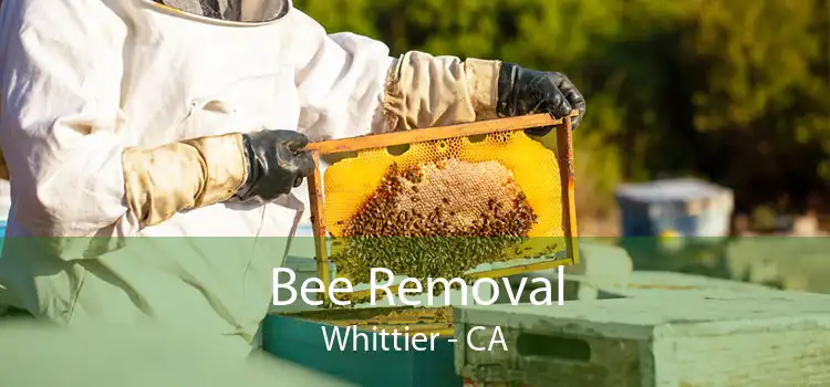 Bee Removal Whittier - CA