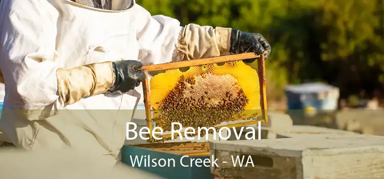  Bee Removal Wilson Creek - WA