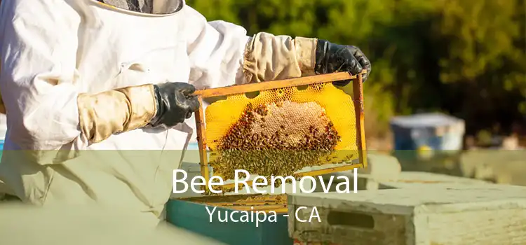 Bee Removal Yucaipa - CA