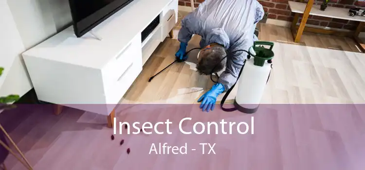 Insect Control Alfred - TX
