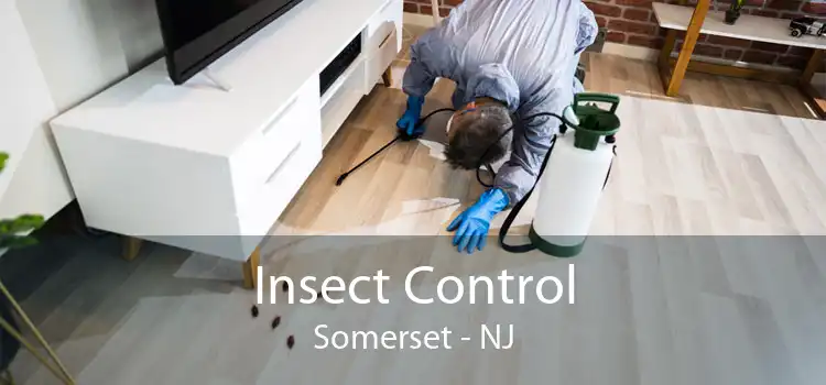 Insect Control Somerset - NJ