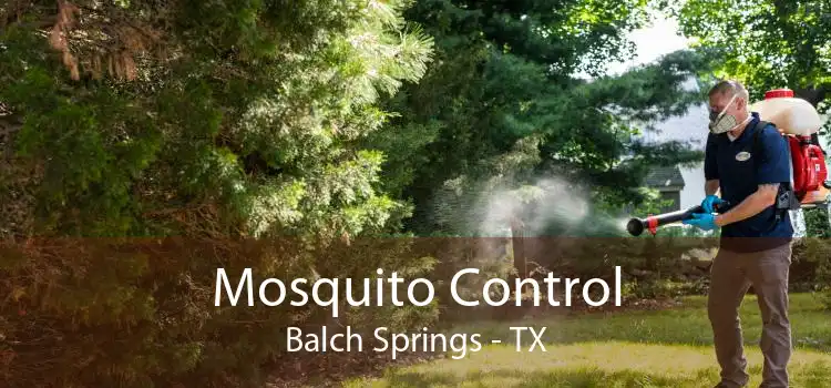 Mosquito Control Balch Springs - TX
