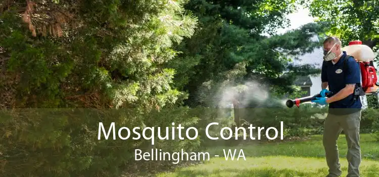 Mosquito Control Bellingham - WA