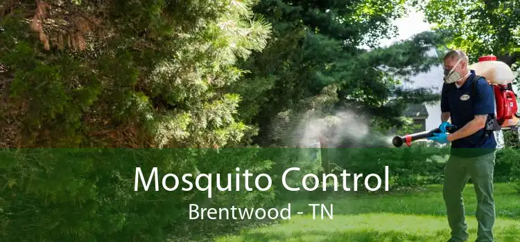 Mosquito Control Brentwood - TN