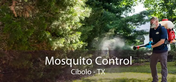 Mosquito Control Cibolo - TX