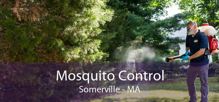 Mosquito Control Somerville - MA