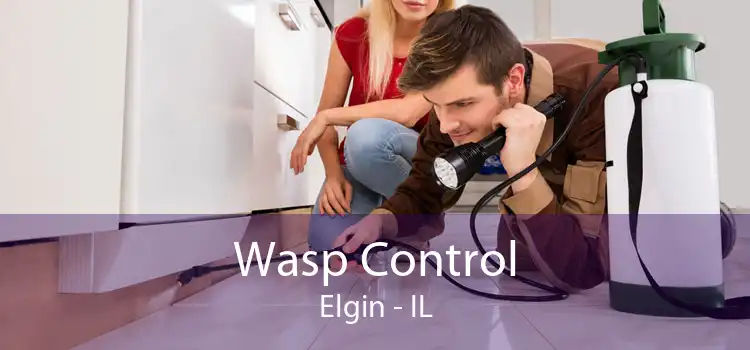 Wasp Control Elgin - IL