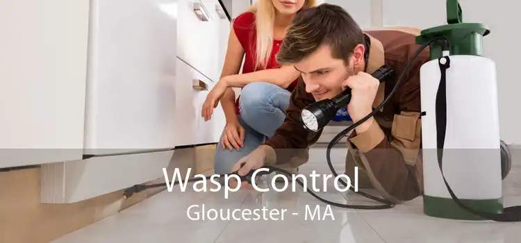 Wasp Control Gloucester - MA