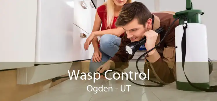 Wasp Control Ogden - UT