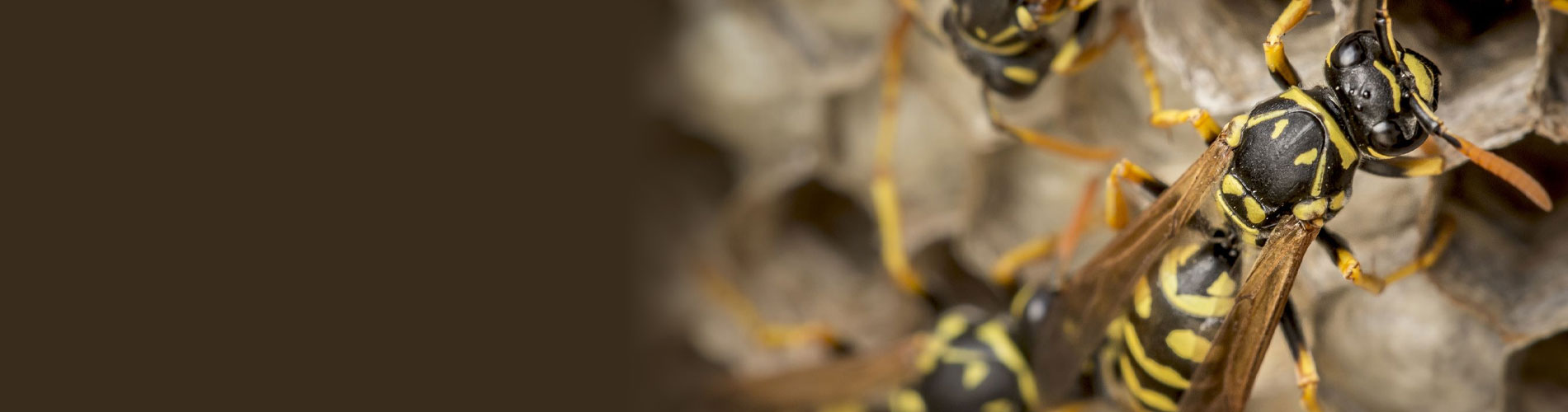 Wasp Control Lakewood, WA Local Wasp Control