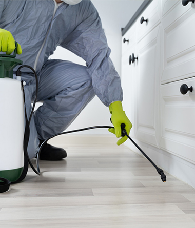 Ant Exterminator Service in Barstow