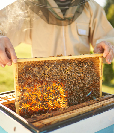 Bee Removal Service in Smyrna